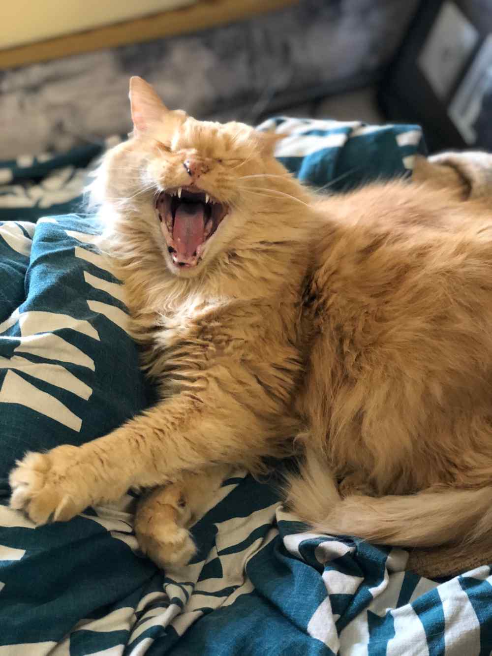 kitty