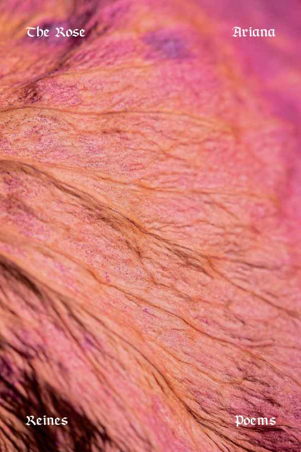 rose petal